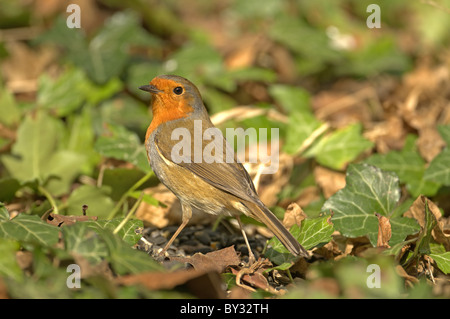 ROBIN ERITHACUS RUBECULA THRONT AUF IVY FRÜHLING UK Stockfoto