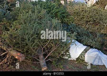 Nach Weihnachten - Weihnachtsbäume weggeworfen. Stockfoto