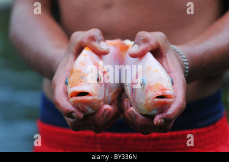 Zwei Fische Tilapia in Händen Stockfoto