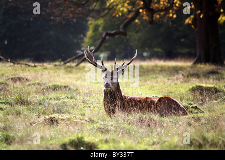 Großer einsamer Hirsch mit großen Geweih Festlegung in einem Feld Stockfoto