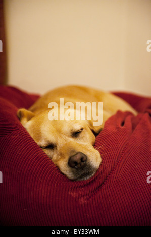 Labrador Retriever Hund schlafen im Sitzsack Stockfoto