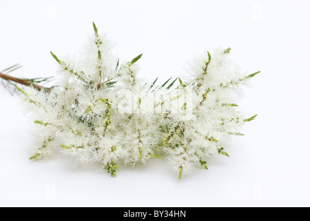 Tee (Melaleuca Alternifolia) Blüten auf weißem Hintergrund Stockfoto