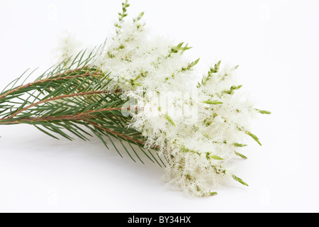 Tee (Melaleuca Alternifolia) Blüten auf weißem Hintergrund Stockfoto