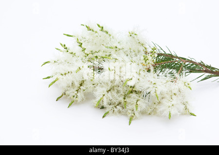 Tee (Melaleuca Alternifolia) Blüten auf weißem Hintergrund Stockfoto