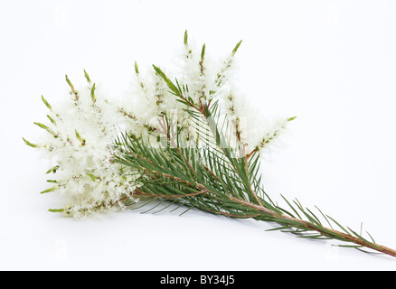 Tee (Melaleuca Alternifolia) Blüten auf weißem Hintergrund Stockfoto