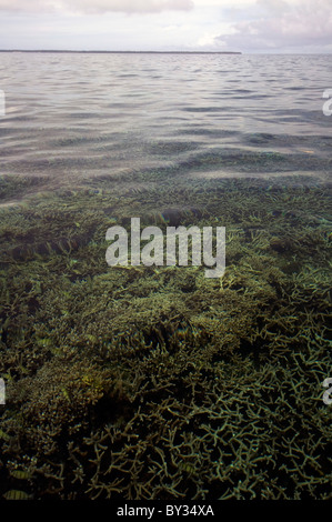 Empfindliche Korallen einschließlich Acropora wächst in geschützten Lagune Gewässern, Cocos Keeling Atoll, Indischer Ozean Stockfoto