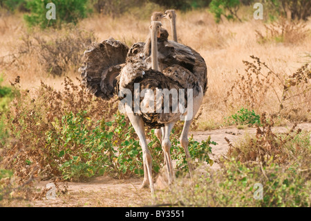 Somali-Strauß (Struthio Molybdophanes) Küken schütteln Federn in Samburu National Reserve, Kenia, Ostafrika, Stockfoto