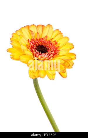 Makroaufnahme einer Gerbera Daisy rein weißem Hintergrund Stockfoto