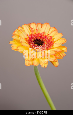 Makroaufnahme einer Gerbera Daisy vor einem grauen Hintergrund Stockfoto