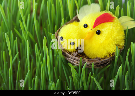 Ostern-Küken in Grasgrün Stockfoto