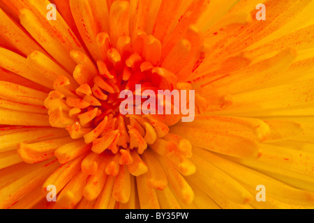 Extreme Makroaufnahme einer Blume Chrysantheme Stockfoto