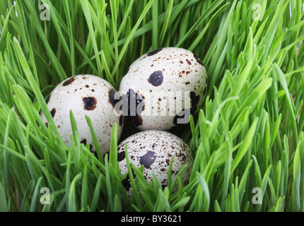 Wachteleier in Grasgrün Stockfoto