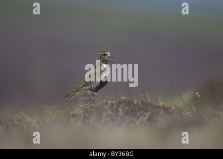 Goldregenpfeifer (Pluvialis Apricaria) fordert den Shetland-Inseln, Schottland Stockfoto