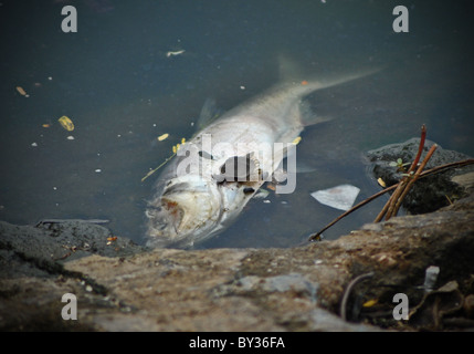 Tote Fische in den verschmutzten Hoan Kiem See, Hanoi, Vietnam Stockfoto