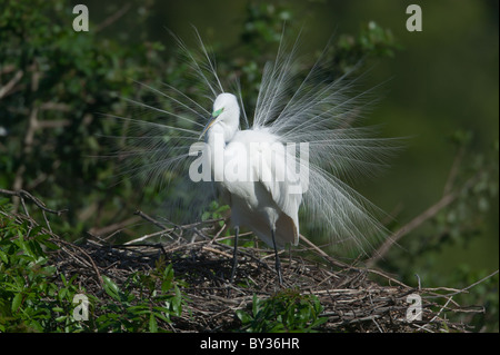 Silberreiher (Ardea Alba) in voller Zucht Gefieder stehend auf seinem nest Stockfoto