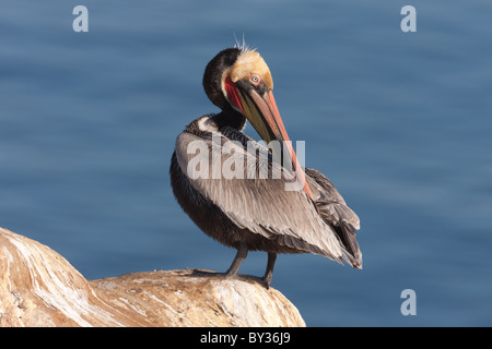 Kalifornien braune Pelikan (Pelecanus Occidentalis) dehnen und putzen auf einer Klippe über dem Pazifischen Ozean Stockfoto