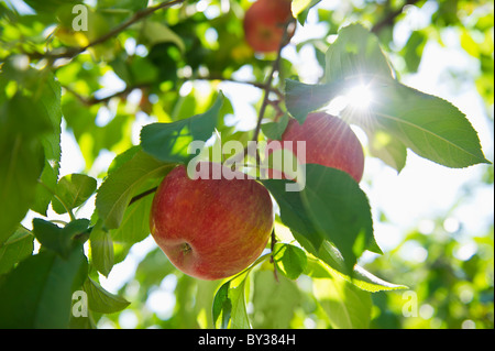 USA, New York State, Hudson, Äpfel wachsen am Baum im Obstgarten Stockfoto