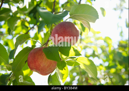 USA, New York State, Hudson, Äpfel wachsen am Baum im Obstgarten Stockfoto