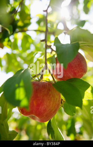 USA, New York State, Hudson, Äpfel wachsen am Baum im Obstgarten Stockfoto