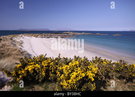 Wilde Ginster und Dünen umgeben den silbernen Sand der Camasdarach an der schottischen Westküste Stockfoto