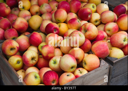 Haufenweise Äpfel in Kisten am Marktstand Stockfoto