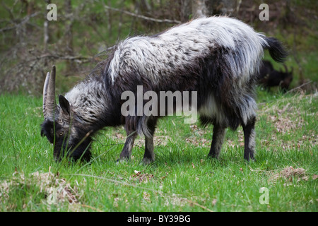 Eine wilde Ziege im Loch Lomond und Trossachs National Park Stockfoto