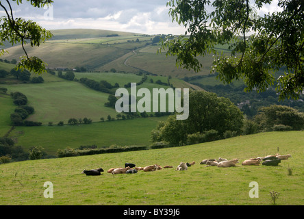 Rinderherde sitzen im Bereich hügeligen pastorale Kulisse Llangeinor Bridgend County Täler South Wales UK Stockfoto