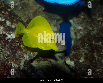 Gelbe Tang tropische Fische aus Hawaii Stockfoto
