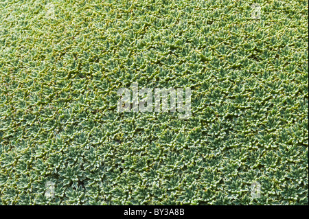 Balsam Moor (Bolax Gummifera) wächst am Fuße des Glaciar Martial oberhalb der Baumgrenze nördlich von Ushuaia Tierra del Fuego Argentinien So Stockfoto