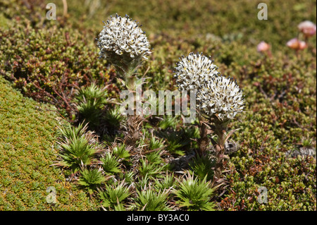 Cordito, Zwerg Distel (Nassauvia Magallanica) Ausläufer des Glaciar Martial oberhalb der Baumgrenze nördlich von Ushuaia Tierra del Fuego Stockfoto