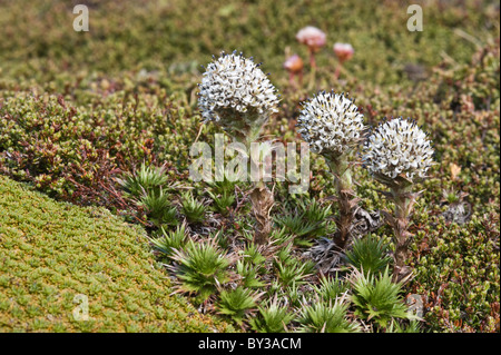 Cordito, Zwerg Distel (Nassauvia Magallanica) Ausläufer des Glaciar Martial oberhalb der Baumgrenze nördlich von Ushuaia Tierra del Fuego Stockfoto