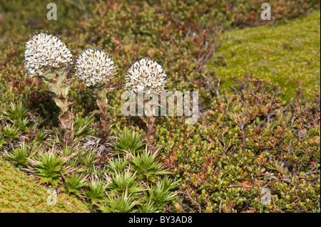 Cordito, Zwerg Distel (Nassauvia Magallanica) Ausläufer des Glaciar Martial oberhalb der Baumgrenze nördlich von Ushuaia Tierra del Fuego Stockfoto