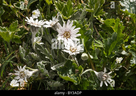 Pflanze Blumen am Fuße des Glaciar Martial nördlich von Ushuaia Tierra del Fuego Argentinien Südamerika Stockfoto