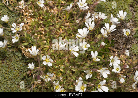 Cerastium Arvense wächst am Fuße des Glaciar Martial oberhalb der Baumgrenze nördlich von Ushuaia Tierra del Fuego Argentinien Südamerika Stockfoto