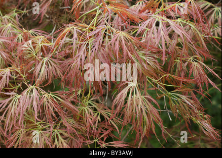 Acer Palmatum 'Dissectum Atropurpureum' Stockfoto