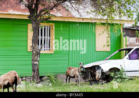 Ein Holzgebäude in Gros Islet, St. Lucia, Karibik mit einer Ziege Weiden und verlassenen Auto außerhalb. Stockfoto