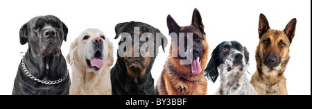 zusammengesetztes Bild mit reinrassigen Hunden in einem weißen Hintergrund Stockfoto