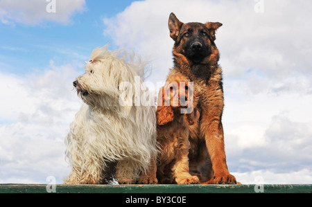drei Hunde und Welpen auf einem Tisch Stockfoto