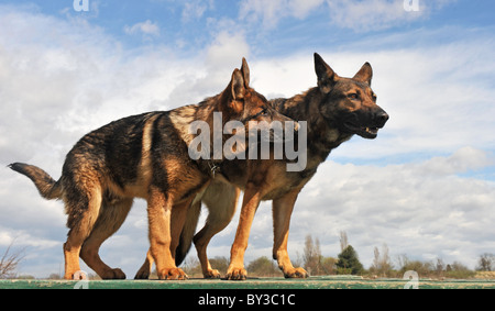 zwei reinrassige graue Schäferhunde aufrecht: ein Weibchen und einen fünfmonatigen Welpen Stockfoto