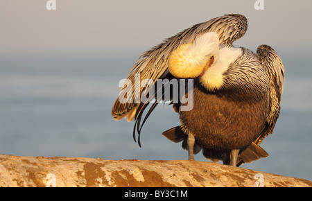 Ein brauner Pelikan Pflege am Meer entlang. Stockfoto