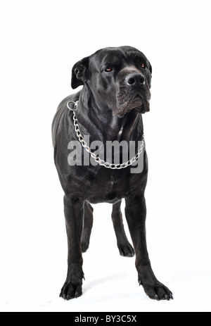 Porträt von eine reinrassige schwarz italienischer Mastiff oder Cane Corso im studio Stockfoto