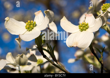 Blüten Hartriegel Baum vor einem blauen Himmel. Stockfoto