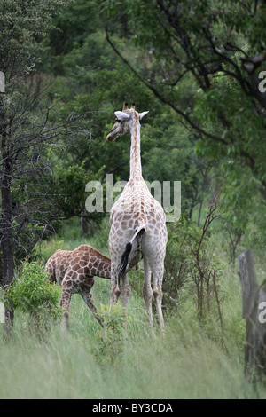 Giraffe und Kalb (Giraffa Plancius), Pilanesberg National Park, Südafrika Stockfoto