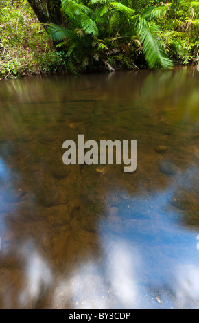 Fluss der tausend Lingas, Kbal Spean, in der Nähe von Angkor, Nationalpark Phnum Kulen. Siem Reap, Kambodscha, Indochina, Südost-Asien Stockfoto