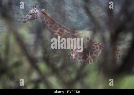 Giraffe (Giraffa Plancius), Pilanesberg National Park, Südafrika Stockfoto