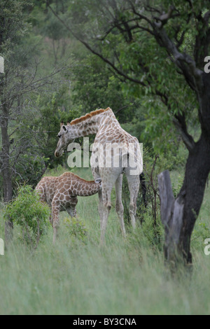 Giraffe und Kalb (Giraffa Plancius), Pilanesberg National Park, Südafrika Stockfoto