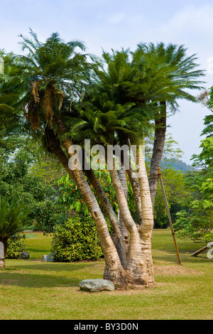 Xishuangbanna tropischer Botanischer Garten, Menglun, Yunnan Provinz, Volksrepublik China. JMH4253 Stockfoto