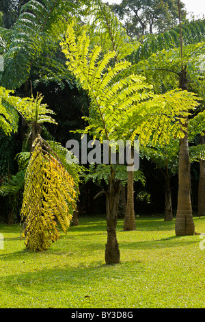 Xishuangbanna tropischer Botanischer Garten, Menglun, Yunnan Provinz, Volksrepublik China. JMH4258 Stockfoto