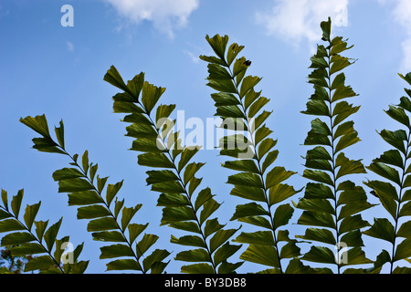 Xishuangbanna tropischer Botanischer Garten, Menglun, Yunnan Provinz, Volksrepublik China. JMH4259 Stockfoto