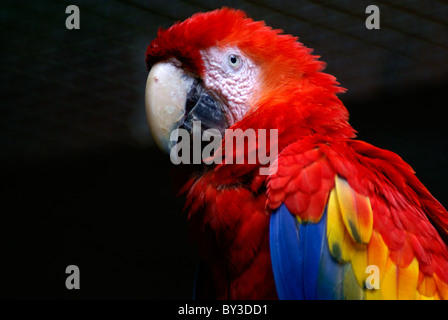 Hellroten Aras (Ara Macao) im ARA Mountain Bird Park, Copán, Honduras. Stockfoto